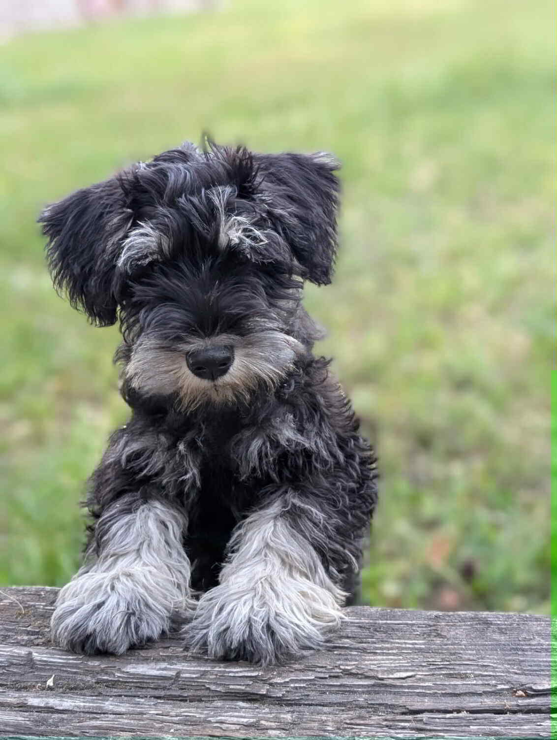 LANDO
